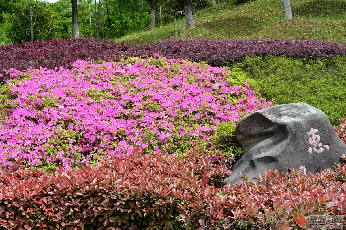 DSC_0115_副本.jpg