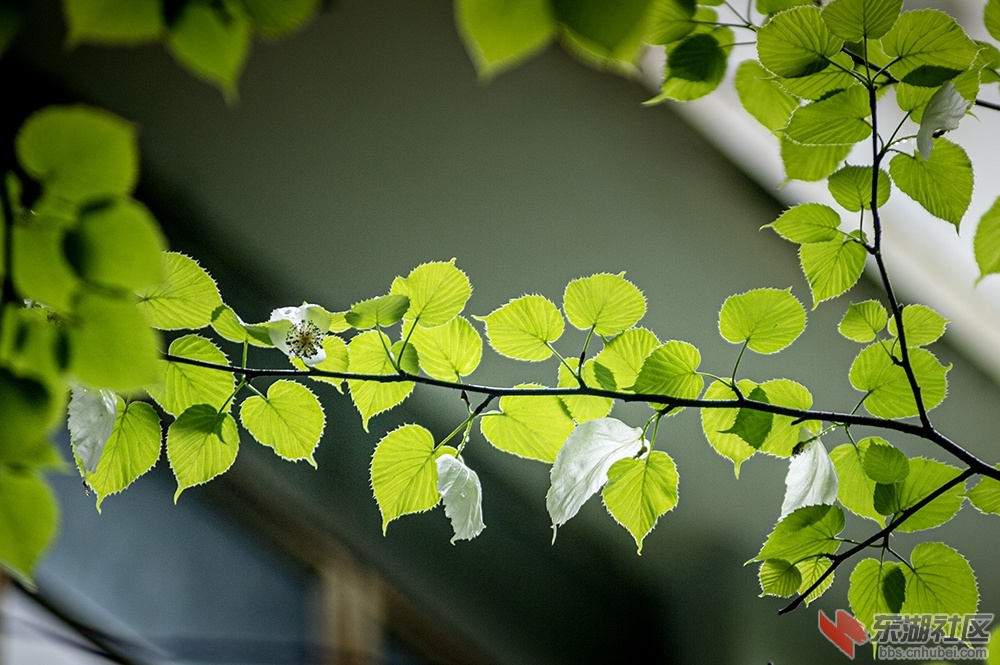3.珙桐花 曾院平摄影.jpg