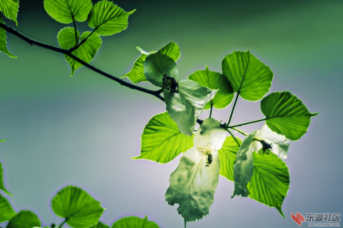 2.珙桐花 曾院平摄影.jpg