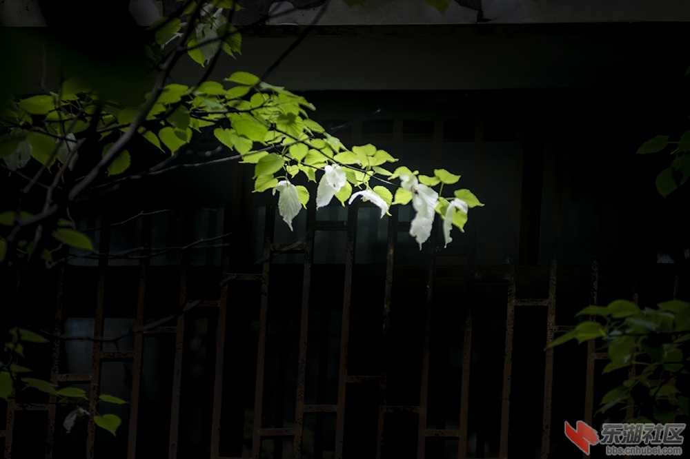 1.珙桐花 曾院平摄影.jpg