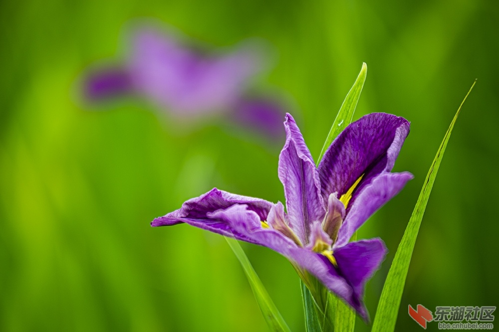 4..武汉东湖绿道上的菖蒲花 曾院平摄影.jpg