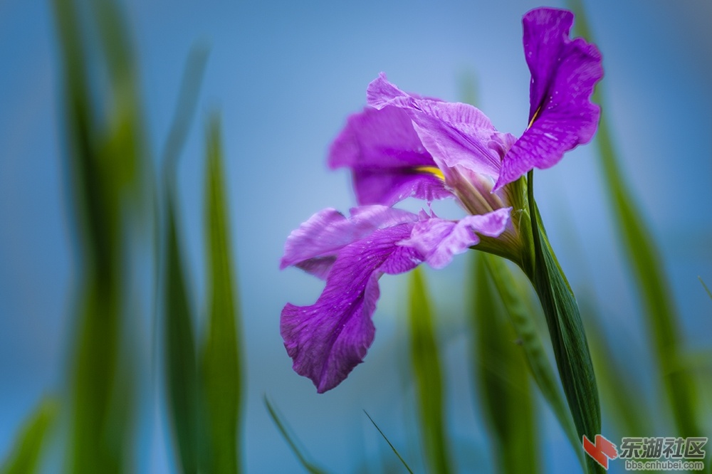 3.武汉东湖绿道上的菖蒲花 曾院平摄影.jpg