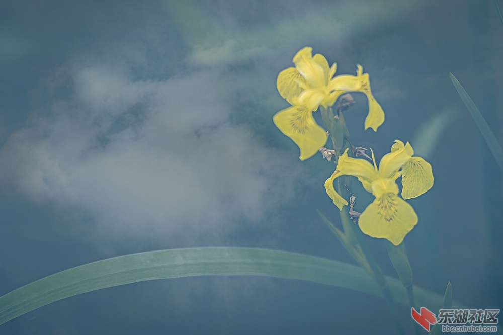 3.武汉东湖绿道上的黄菖蒲 曾院平摄影.jpg
