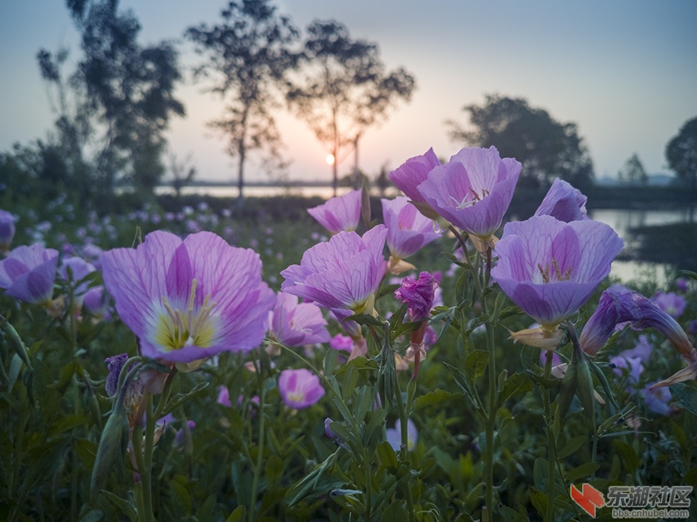 11.东湖绿道上格桑花 曾院平摄影.jpg