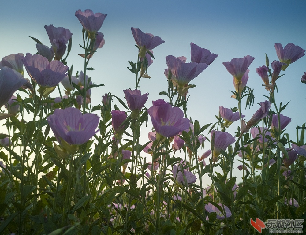 8.东湖绿道上格桑花 曾院平摄影.jpg