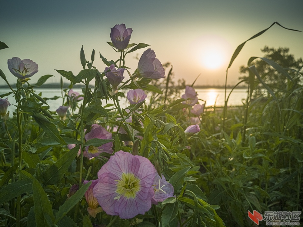 7.东湖绿道上格桑花 曾院平摄影.jpg