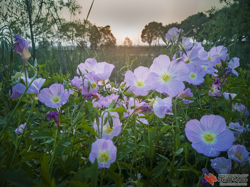 5.东湖绿道上格桑花 曾院平摄影.jpg