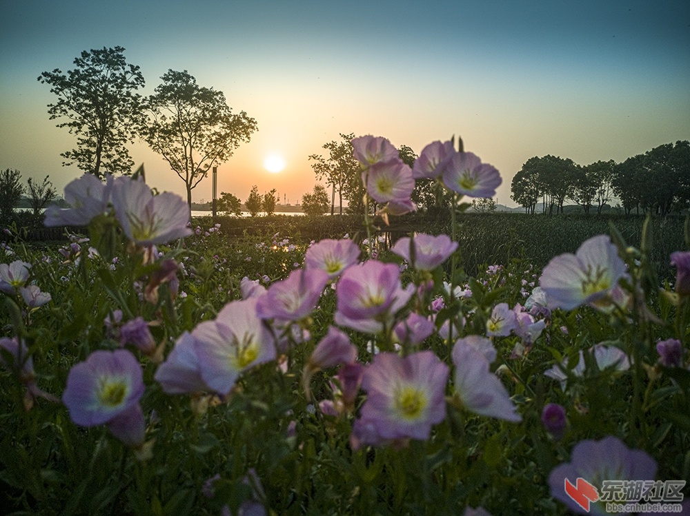 6.东湖绿道上格桑花 曾院平摄影.jpg