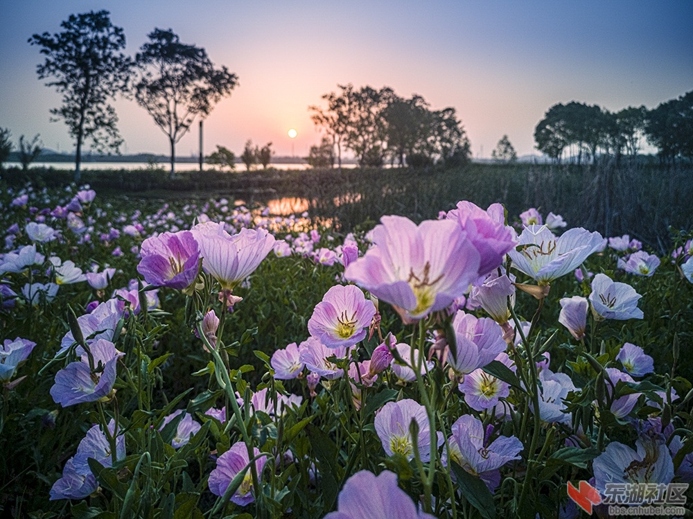 3.东湖绿道上格桑花 曾院平摄影.jpg