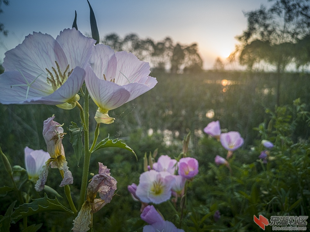 4.东湖绿道上格桑花 曾院平摄影.jpg