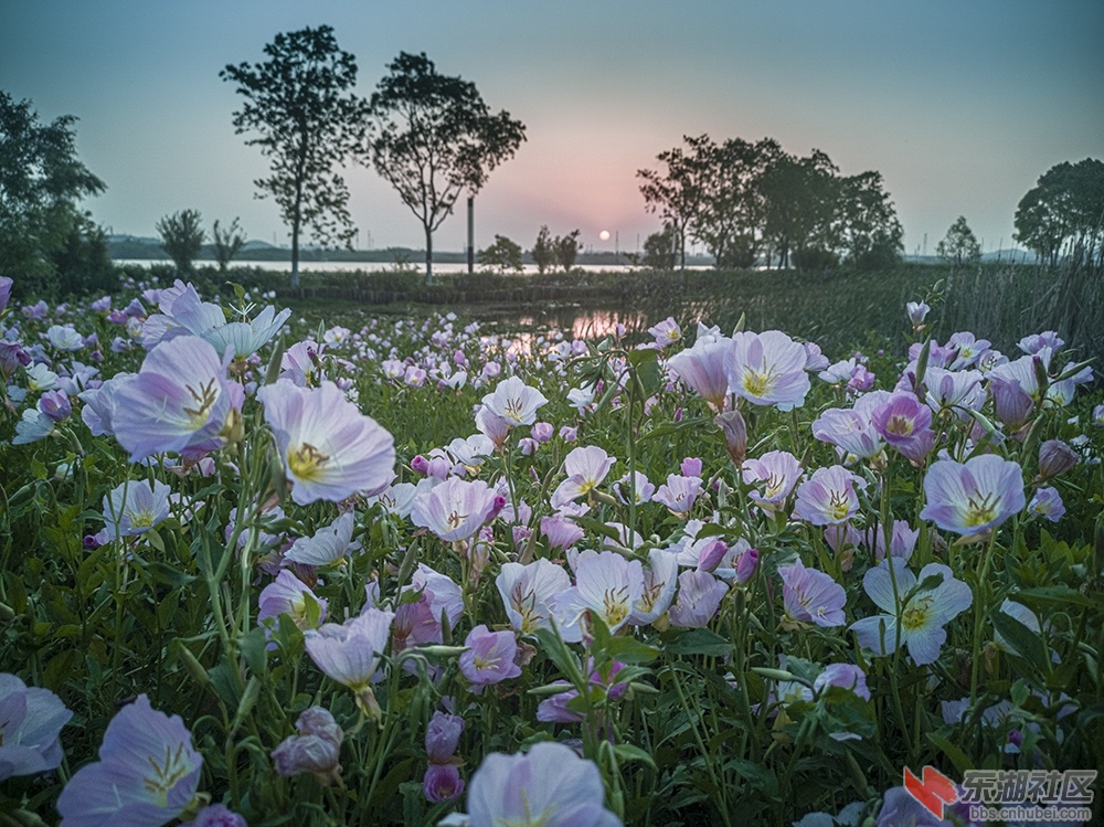 2.东湖绿道上格桑花 曾院平摄影.jpg