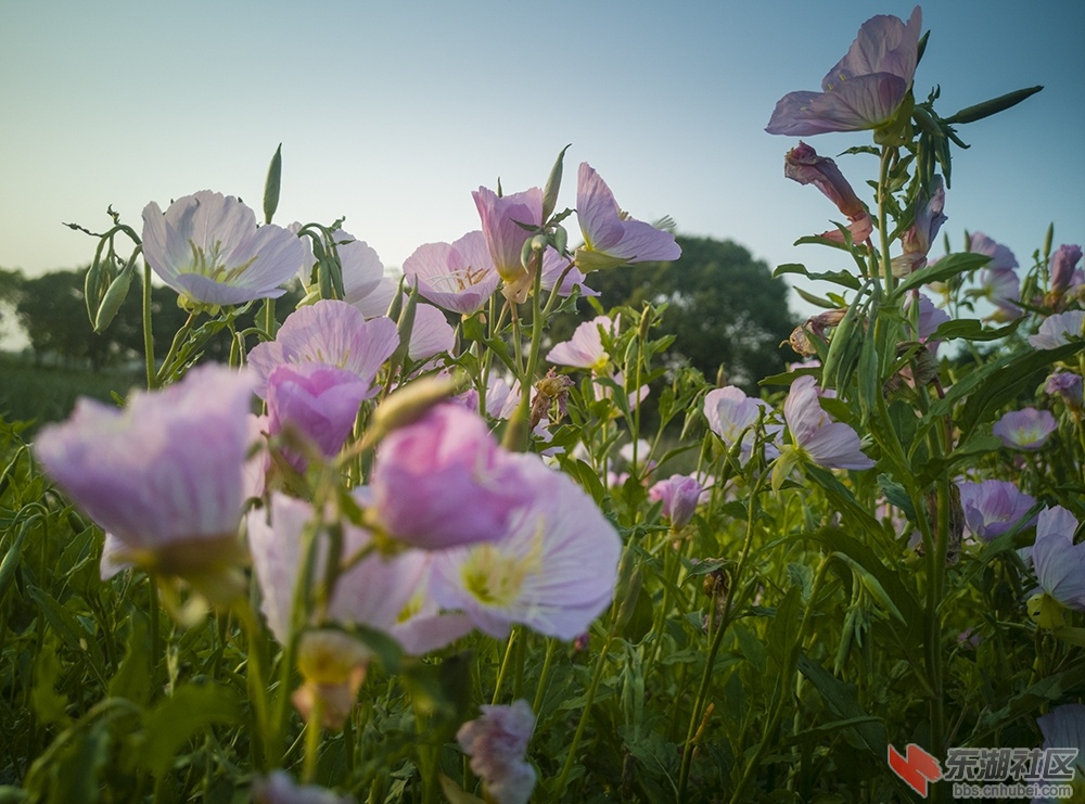 10.东湖绿道上格桑花 曾院平摄影.jpg