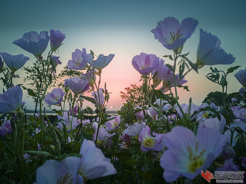 1.东湖绿道上格桑花 曾院平摄影.jpg