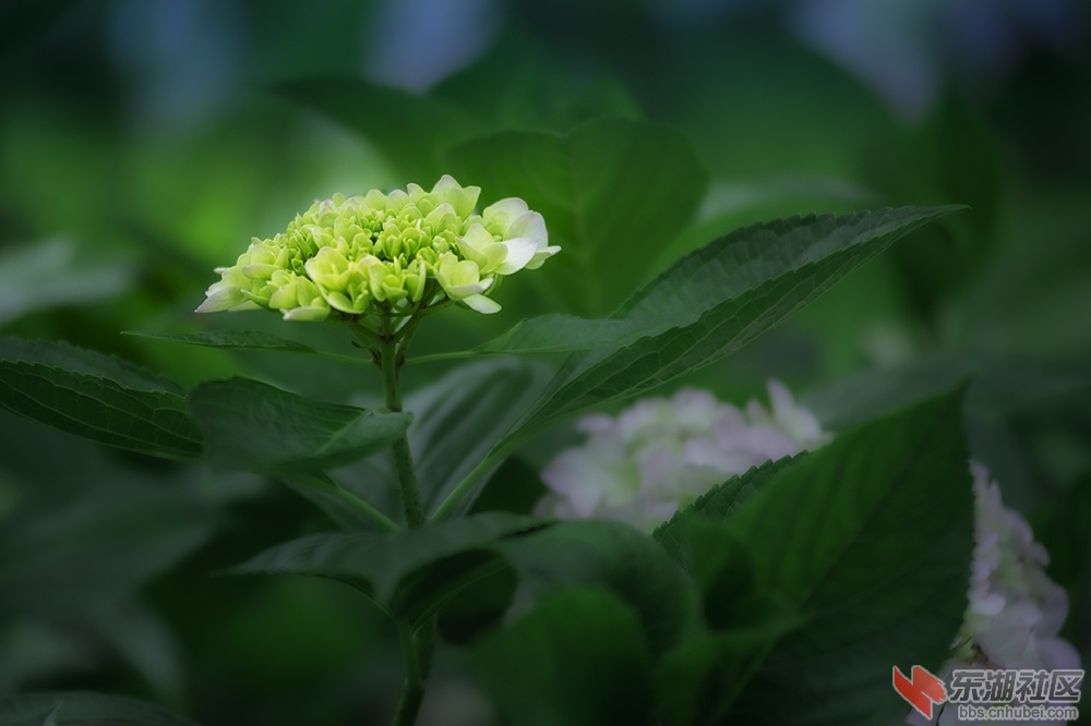12.武汉东湖绿道上的秀球花 曾院平摄影.jpg