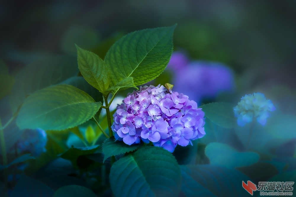 5.武汉东湖绿道上的秀球花 曾院平摄影.jpg