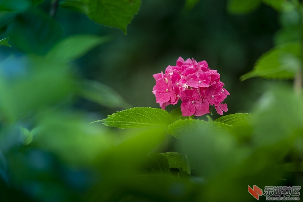 7.武汉东湖绿道上的秀球花 曾院平摄影.jpg