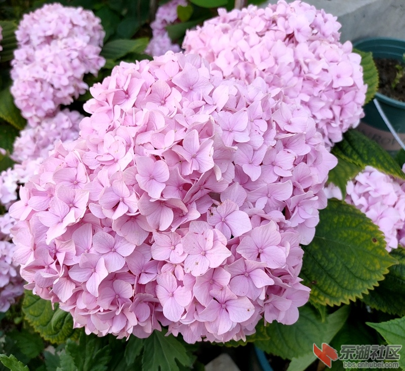 IMG20210525090308.jpg