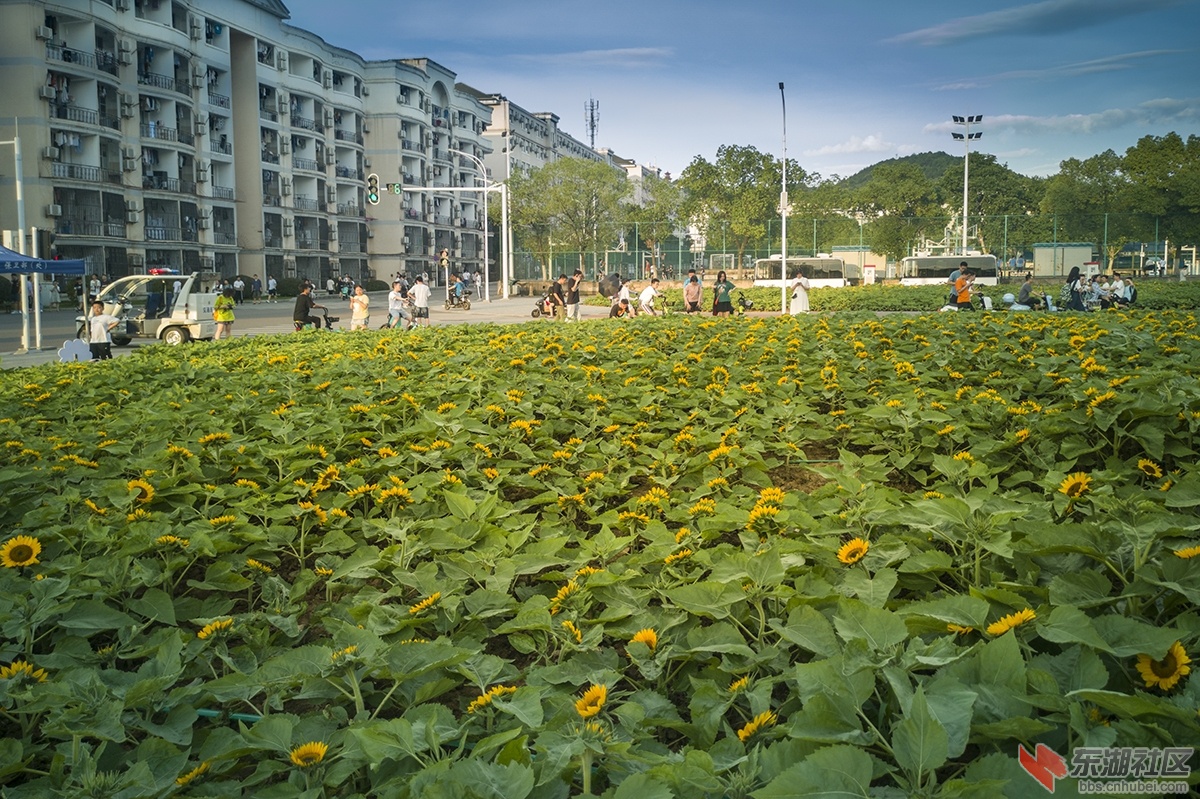 7.华中科技大学校园内矮脚向日葵受到学生青睐 曾院平摄影.jpg