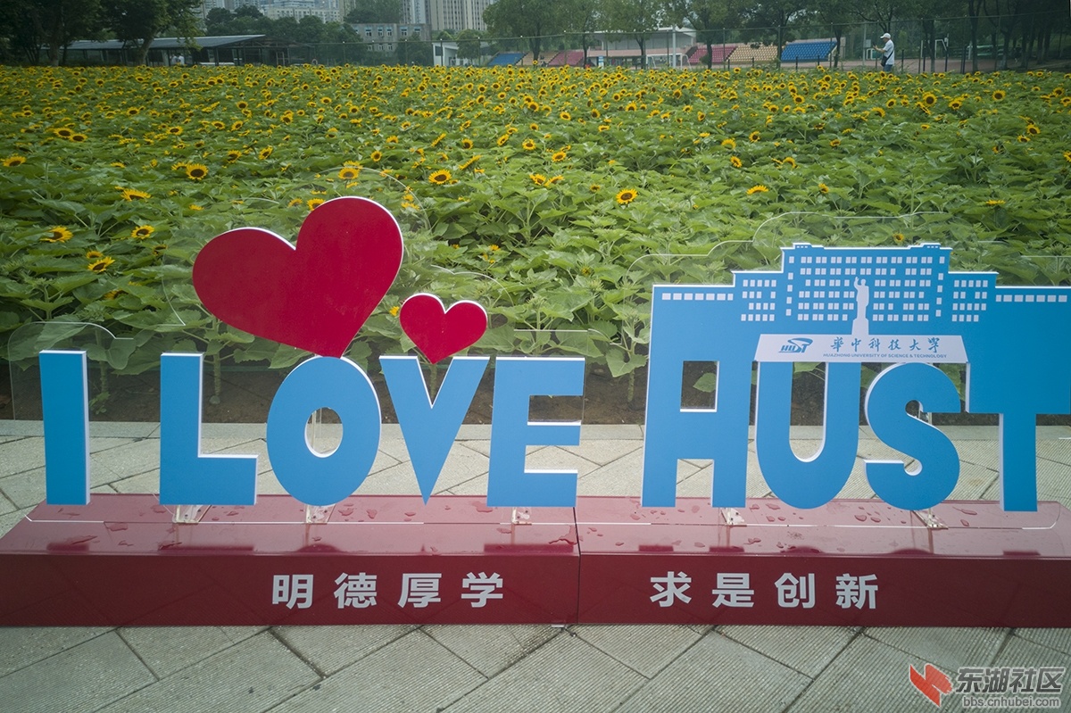 3.华中科技大学校园内矮脚向日葵受到学生青睐 曾院平摄影.jpg