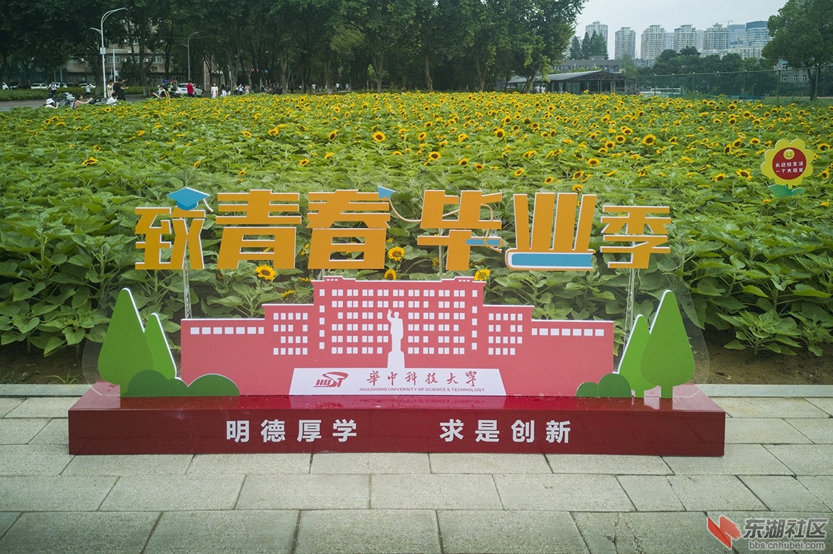1华中科技大学校园内矮脚向日葵受到学生青睐 曾院平摄影.jpg
