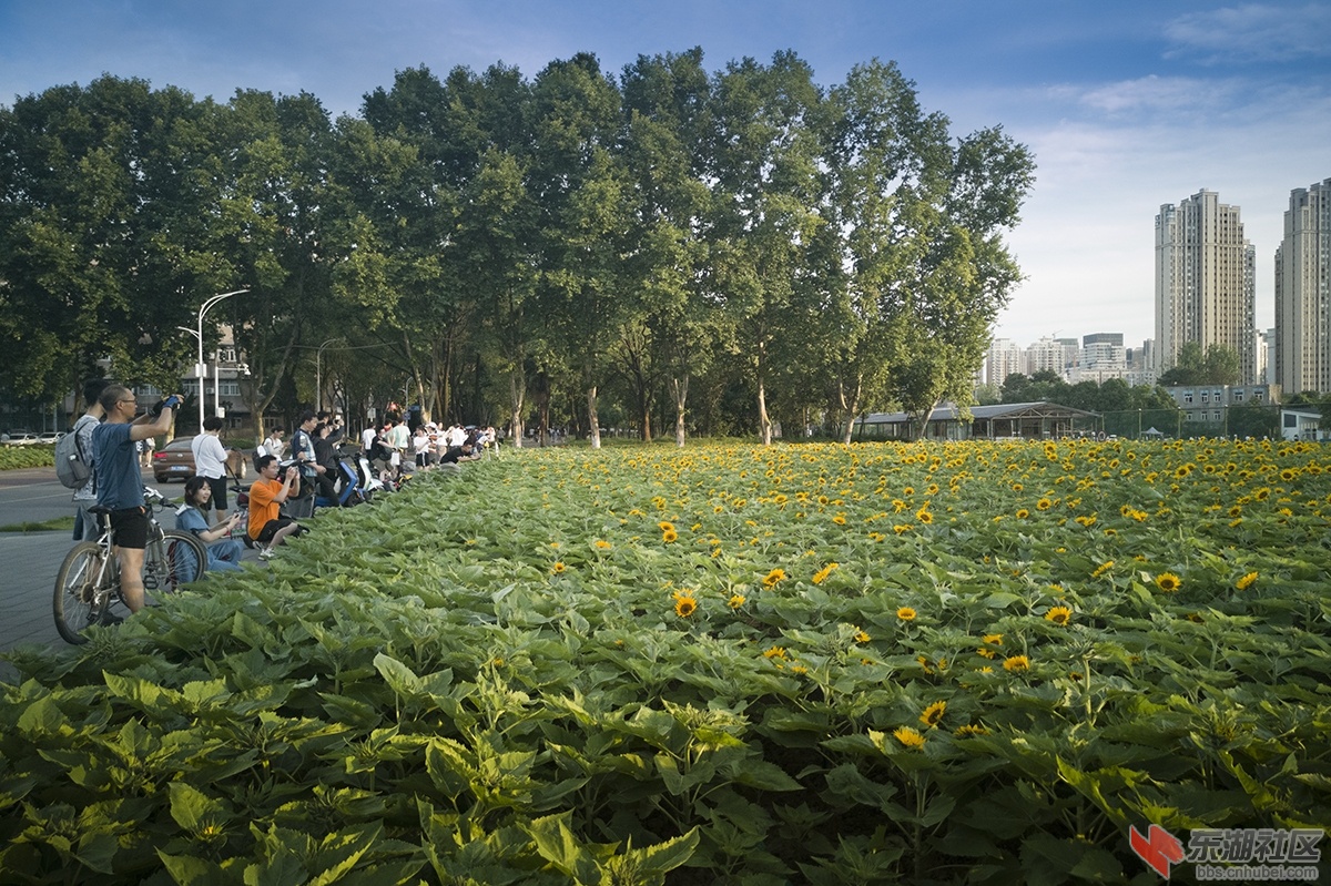4.华中科技大学校园内矮脚向日葵受到学生青睐 曾院平摄影.jpg
