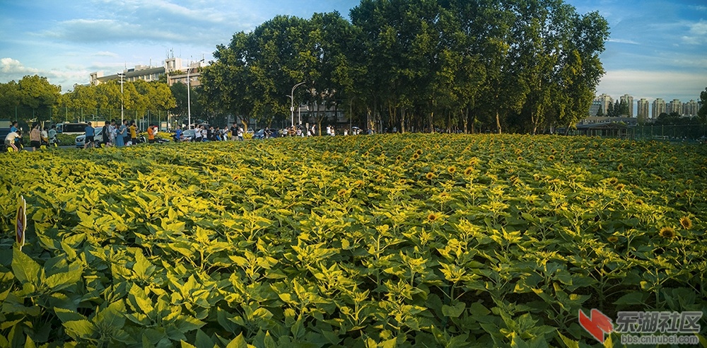 2，华中科技大学校园内矮脚向日葵受到学生青睐 曾院平摄影  拷贝.jpg.jpg
