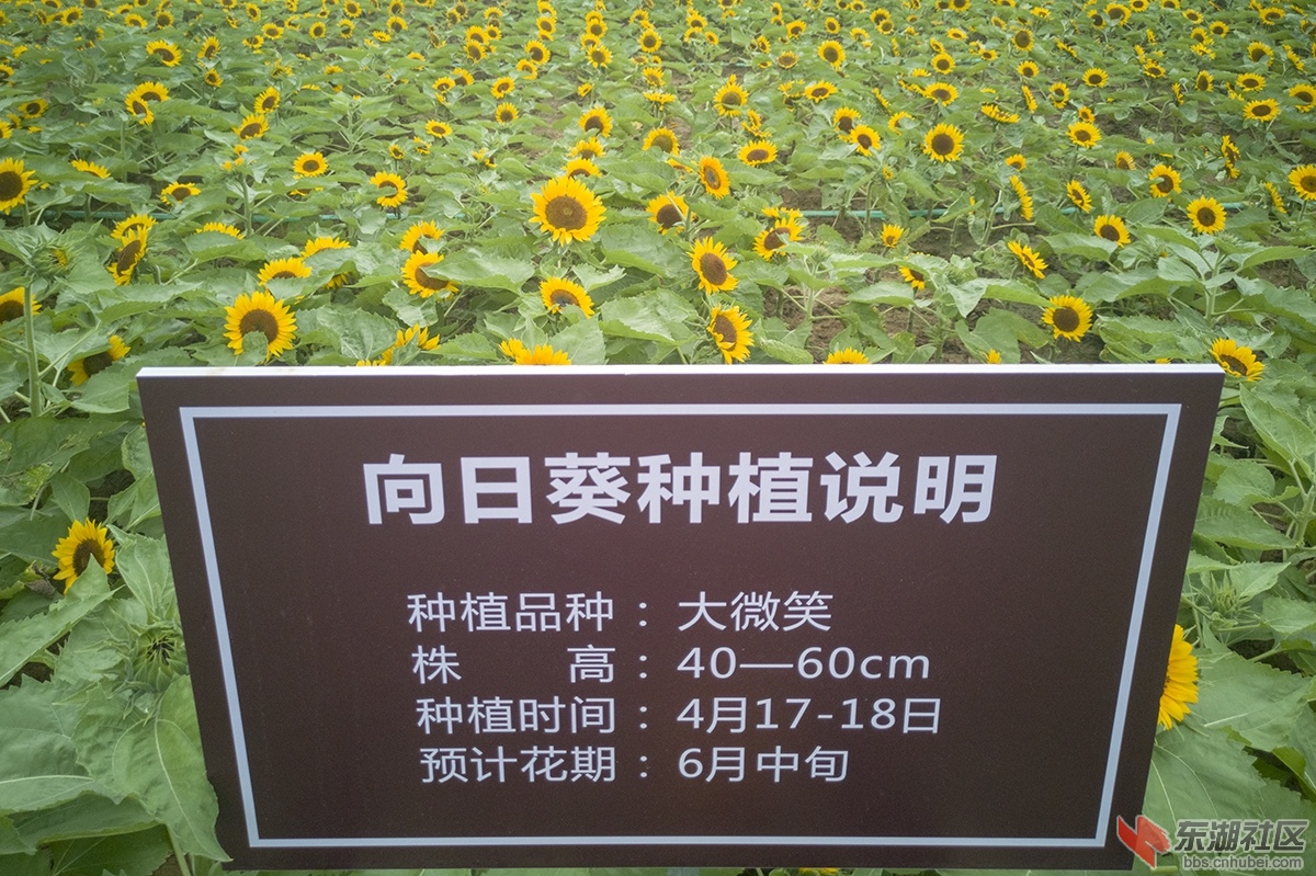 9.华中科技大学校园内矮脚向日葵受到学生青睐 曾院平摄影.jpg