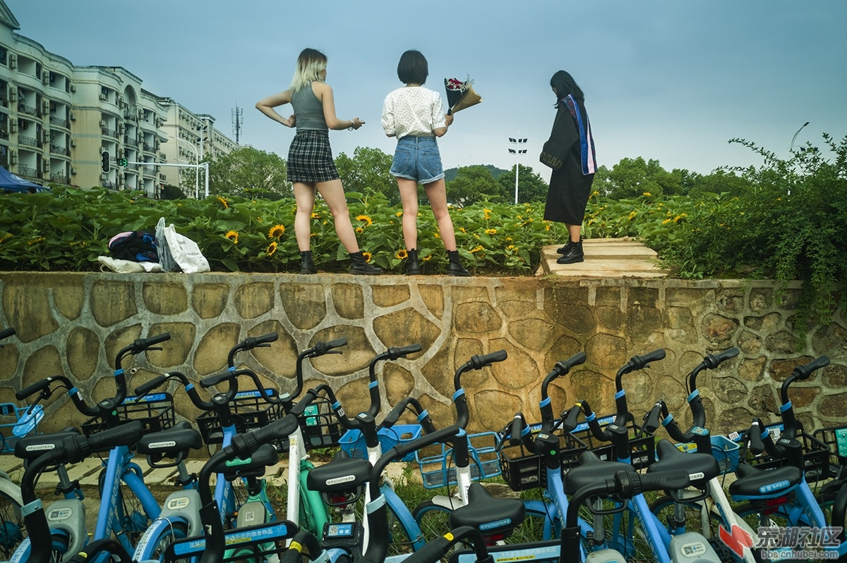 5.华中科技大学校园内矮脚向日葵受到学生青睐 曾院平摄影.jpg