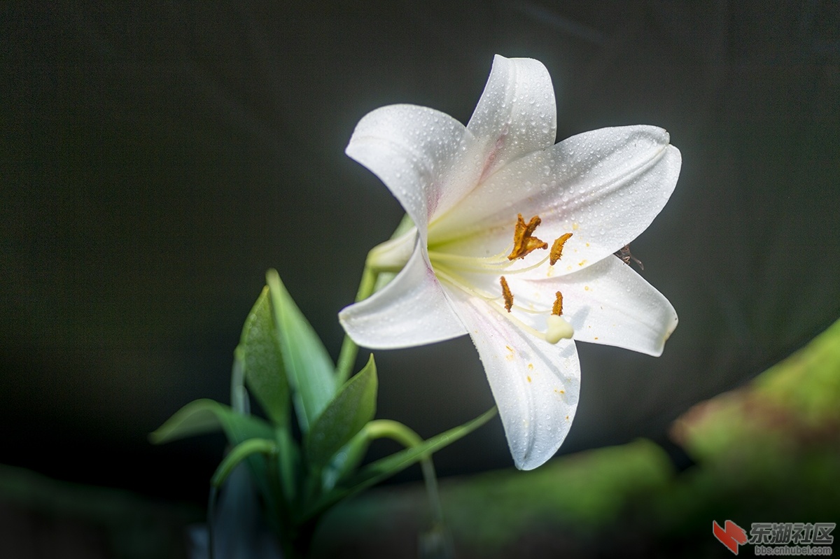 百合花.曾院平摄影 拷贝.jpg