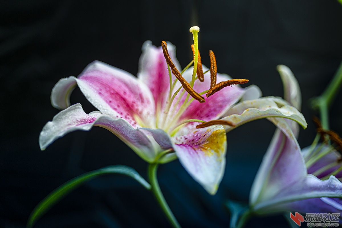 百合花.曾院平摄影2 拷贝.jpg
