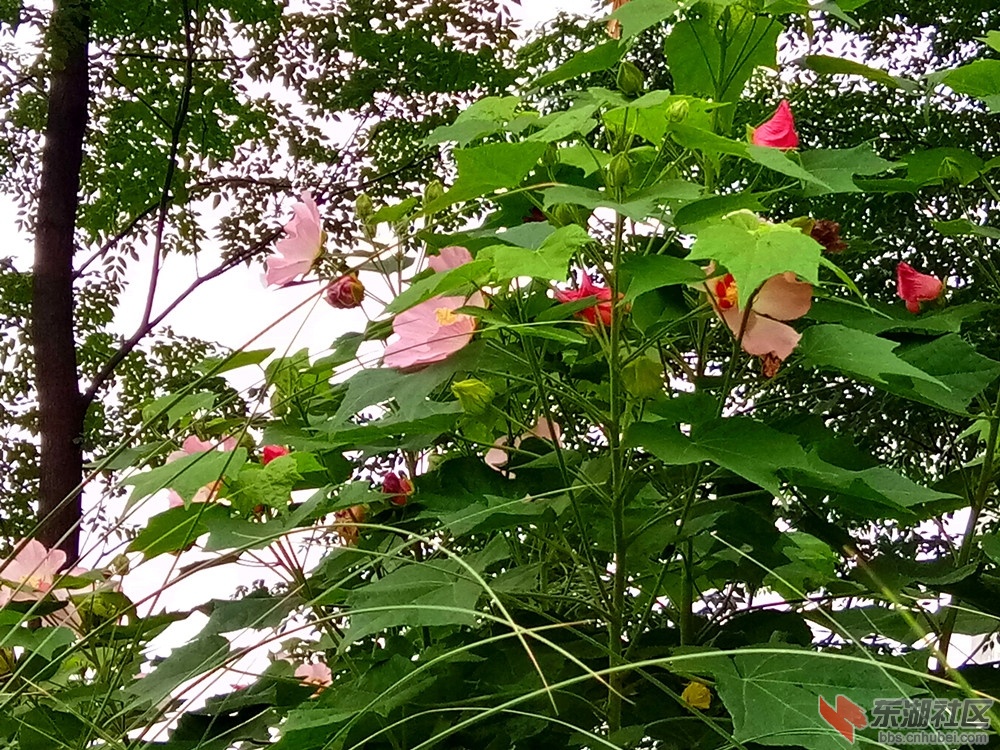 IMG_20210621_073441_副本.jpg