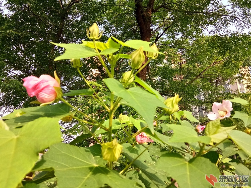 IMG_20210622_081444_副本.jpg