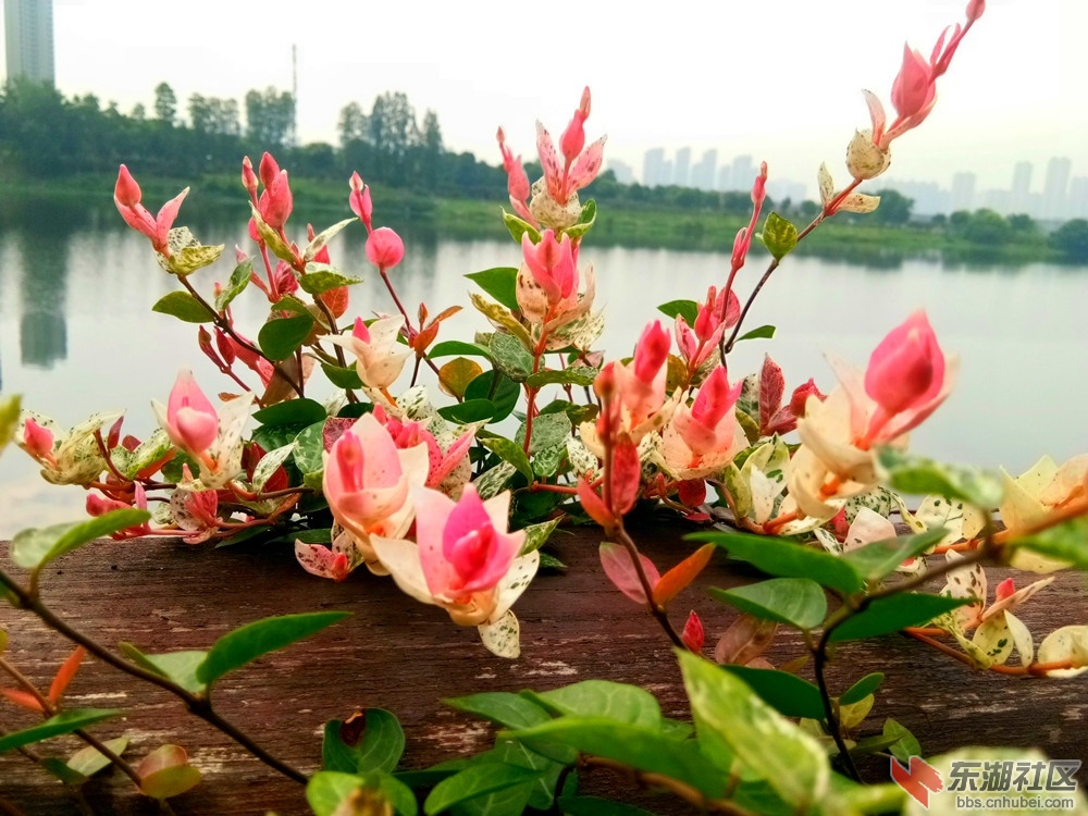 IMG_20210626_081456_副本.jpg