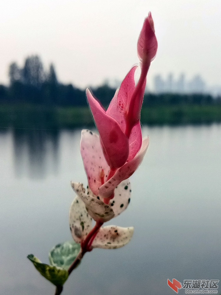 IMG_20210626_081505_副本.jpg