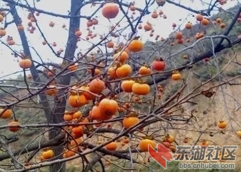 t01e3914758aed12756.webp.jpg