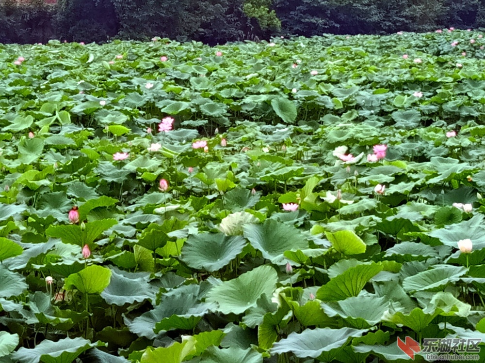 IMG_20210626_085154_副本.jpg