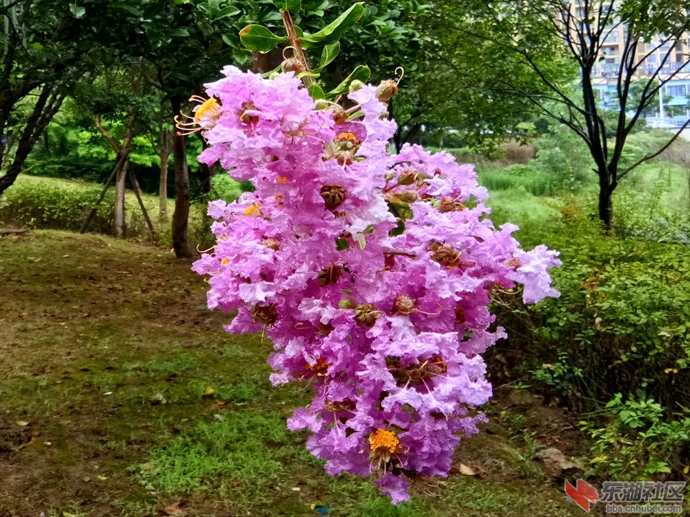 IMG_20210627_073100_副本.jpg