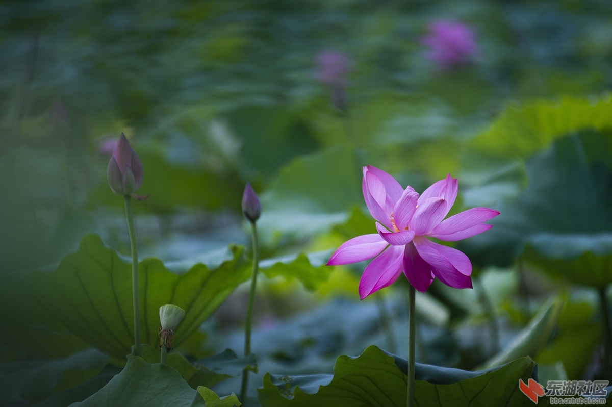 10.群芳待放曾院平摄影.jpg