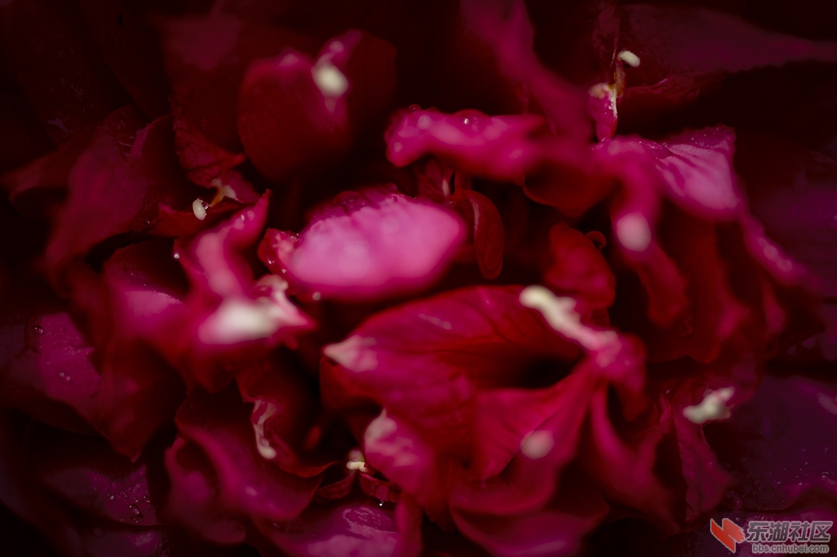 3.花心曾院平摄影.jpg