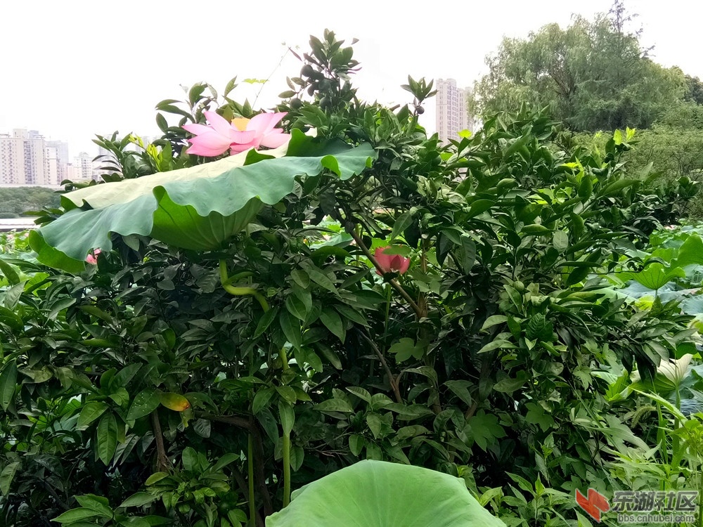 IMG_20210710_085635_副本.jpg