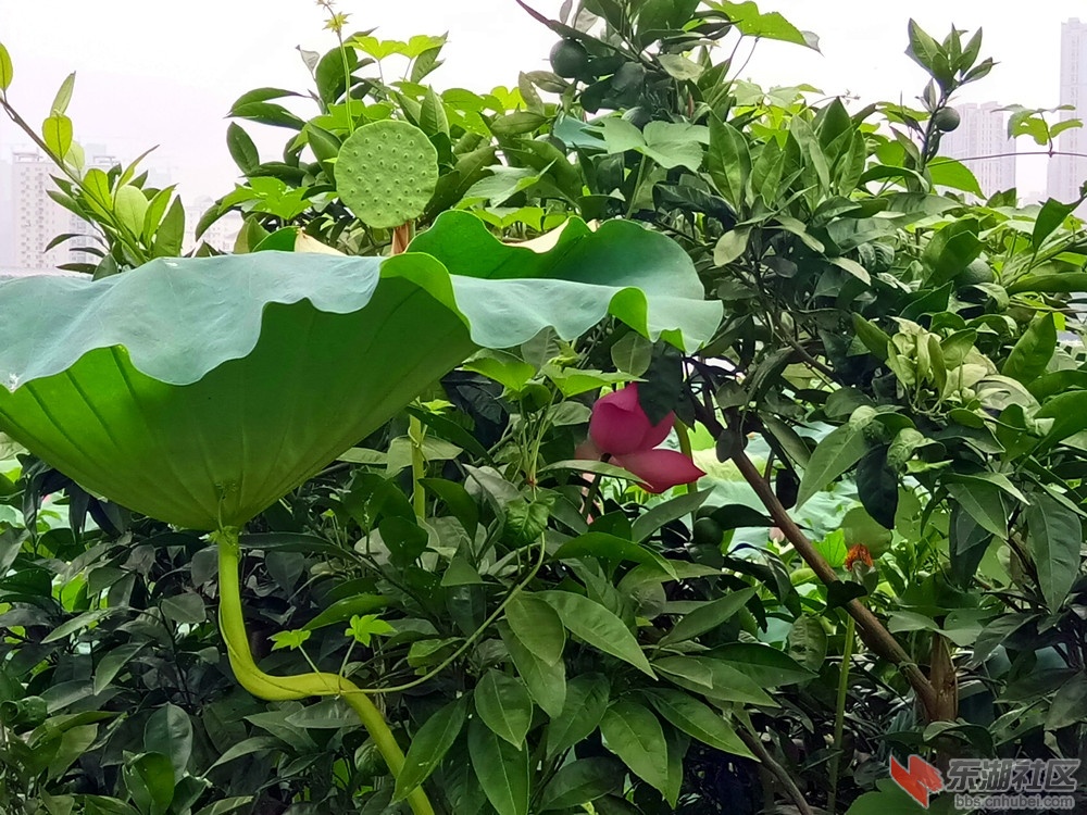 IMG_20210718_090042_副本.jpg