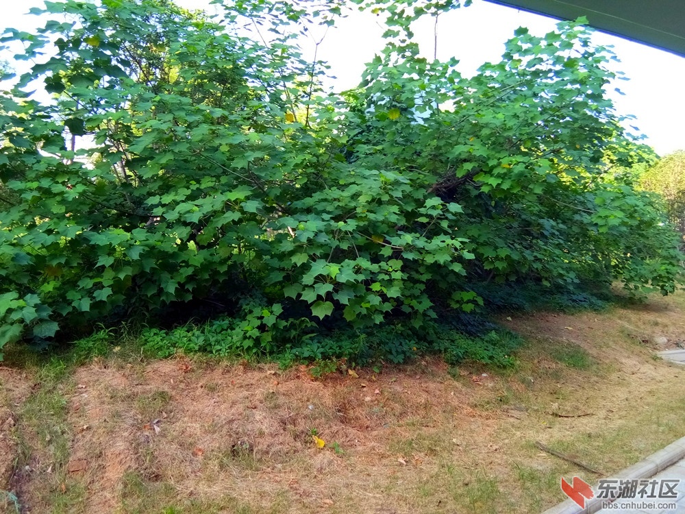 IMG_20210727_071838_副本.jpg