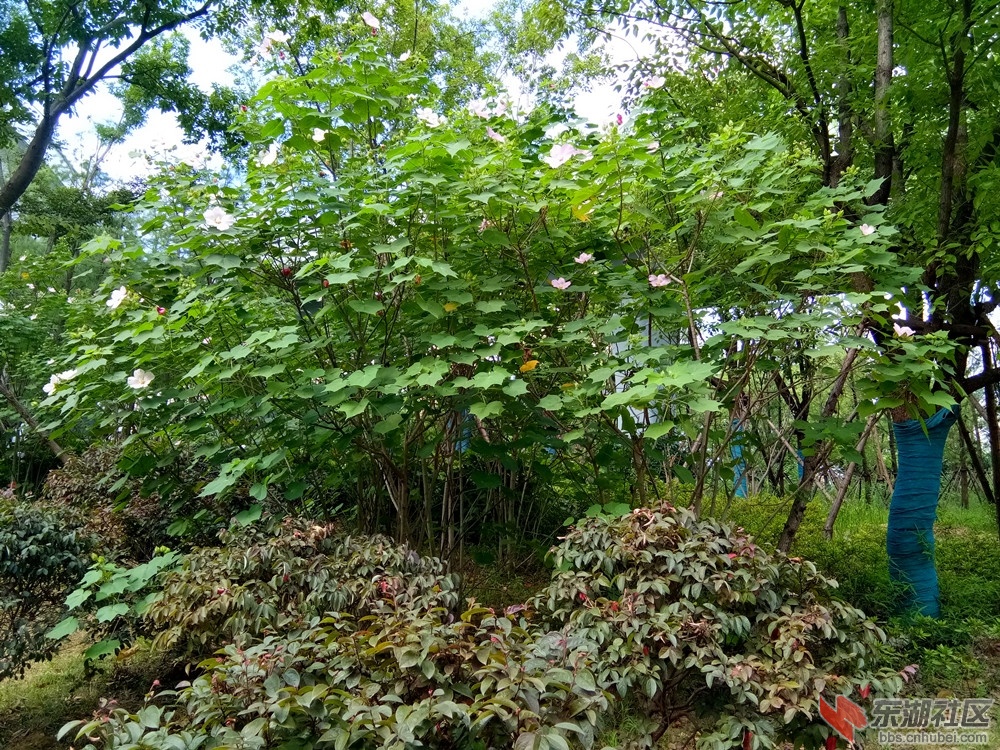 IMG_20210728_083455a_副本.jpg
