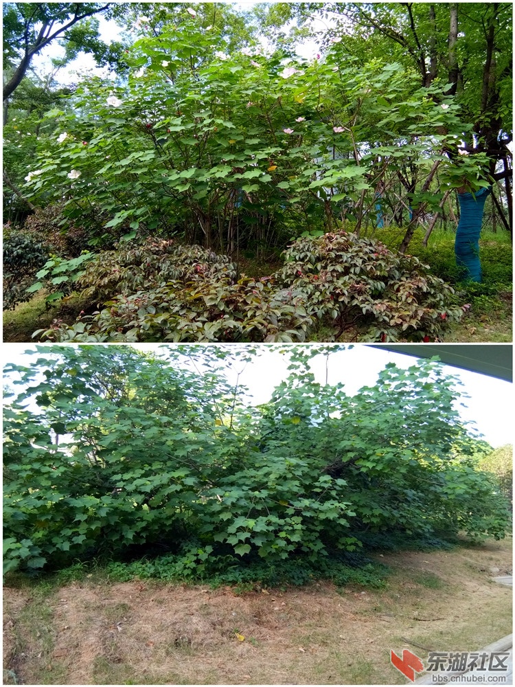 IMG_20210728_083455_副本.jpg