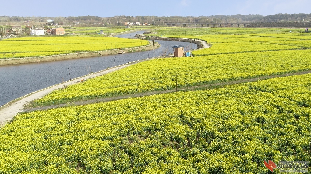 油菜花航拍.JPG