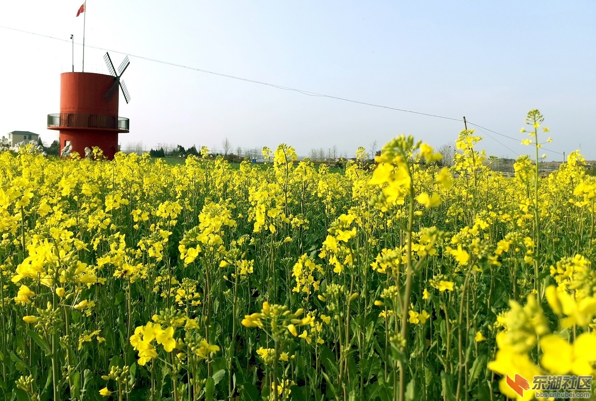 油菜花.jpg