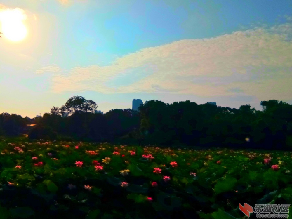 IMG_20210806_071933_副本.jpg