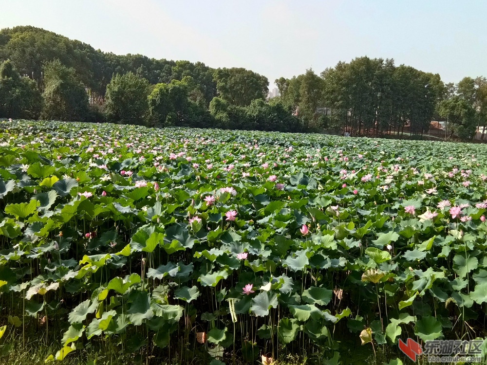 IMG_20210807_084331_副本.jpg