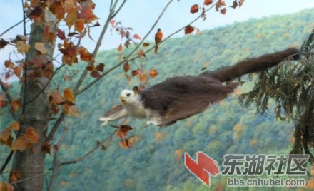 飞鼠3333.jpg
