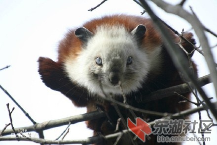 飞鼠4444.jpg